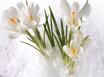 21 Mart Salı ( Kışa Veda Günü )